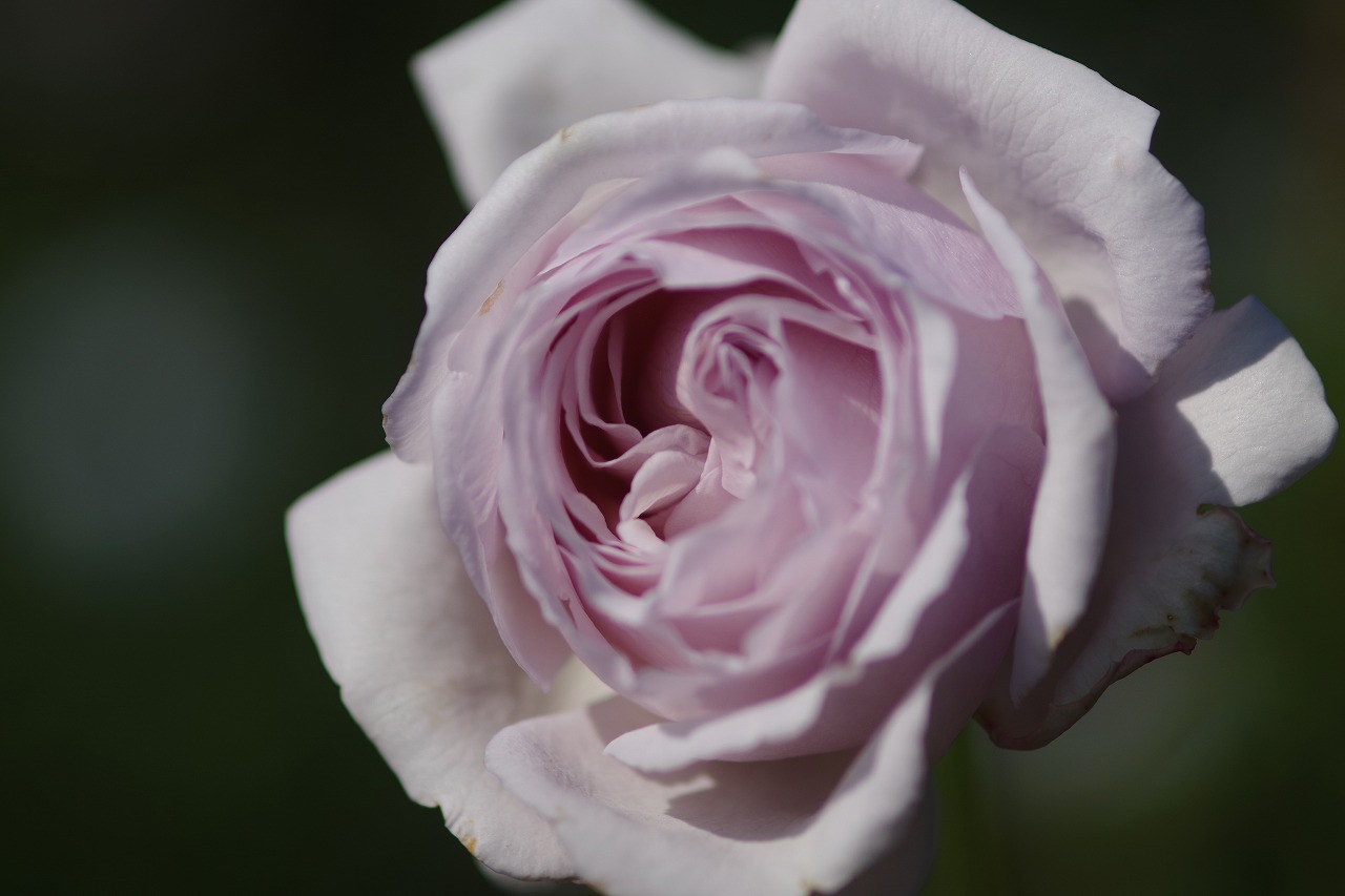 群馬県前橋市の群馬フラワーパークの花々