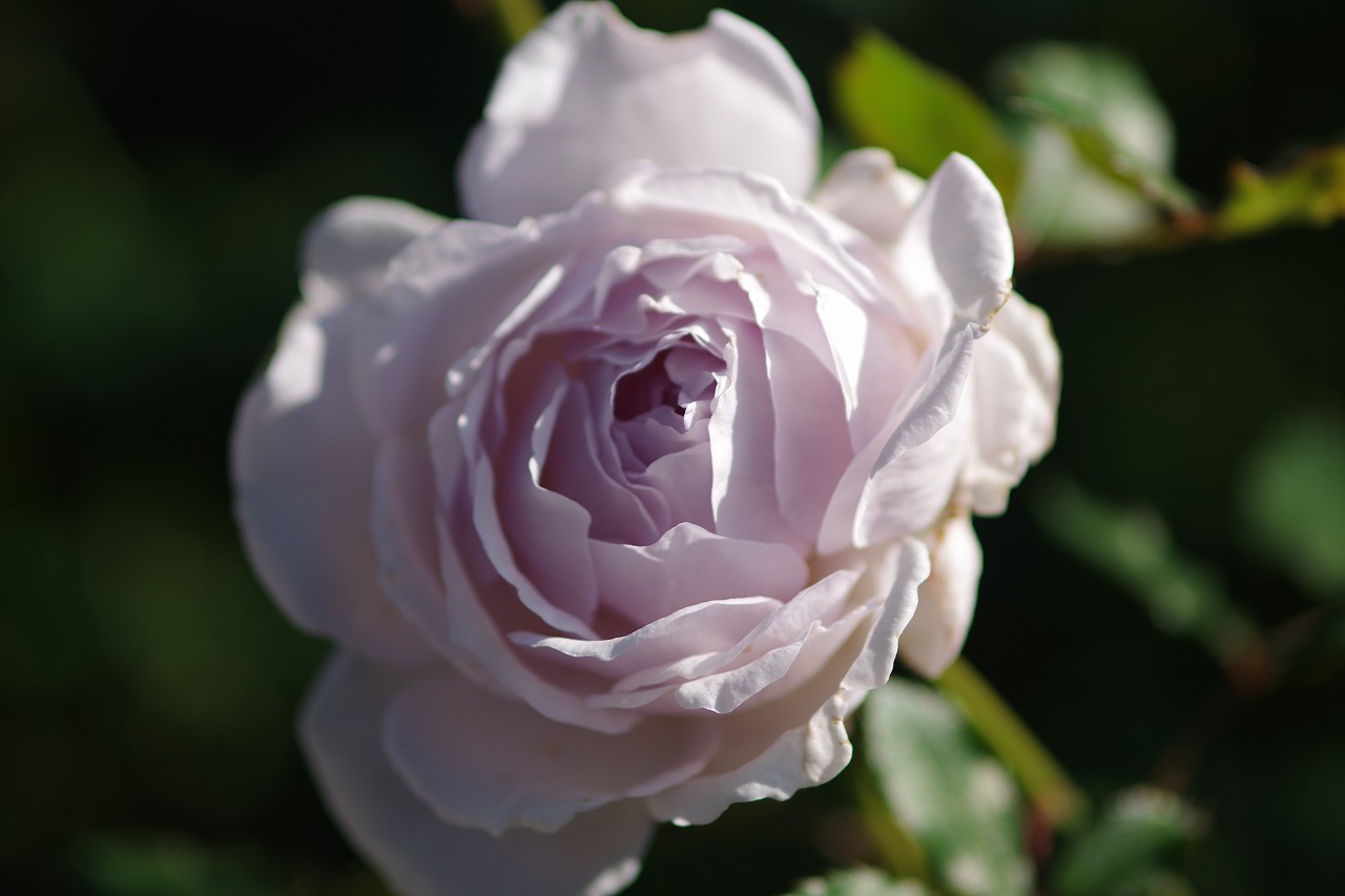 群馬県前橋市の群馬フラワーパークの花々