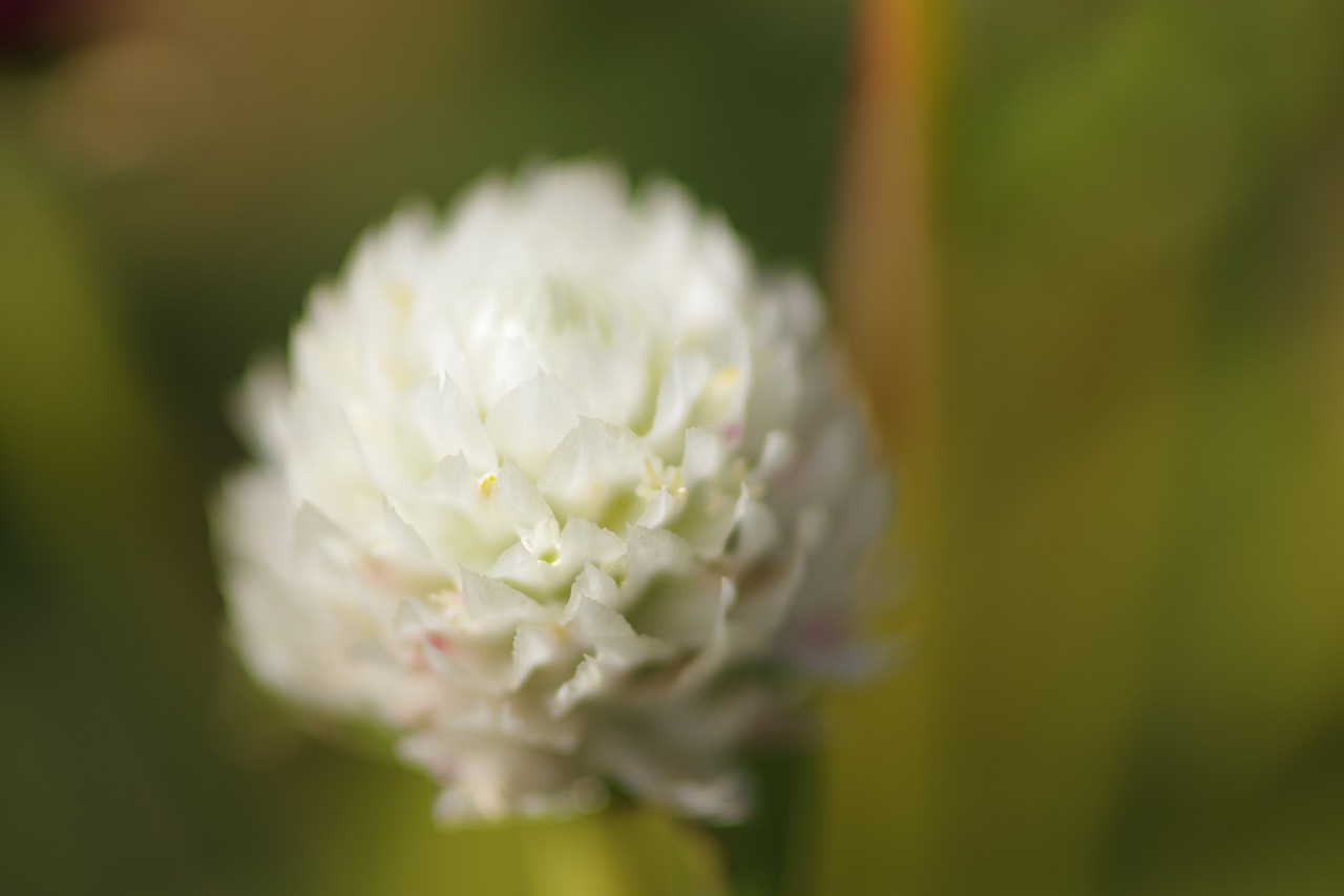 群馬県前橋市の群馬フラワーパークの花々