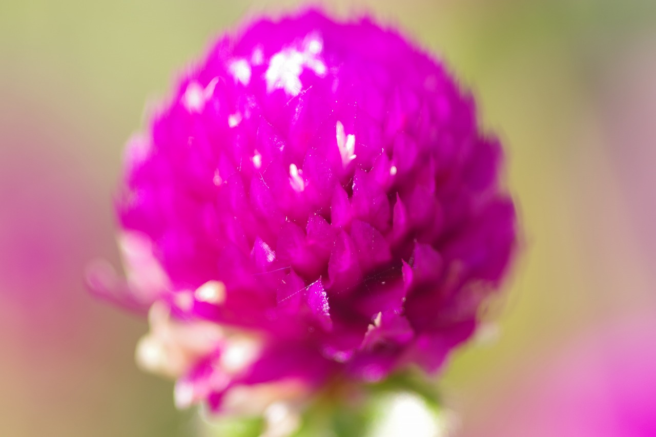群馬県前橋市の群馬フラワーパークの花々