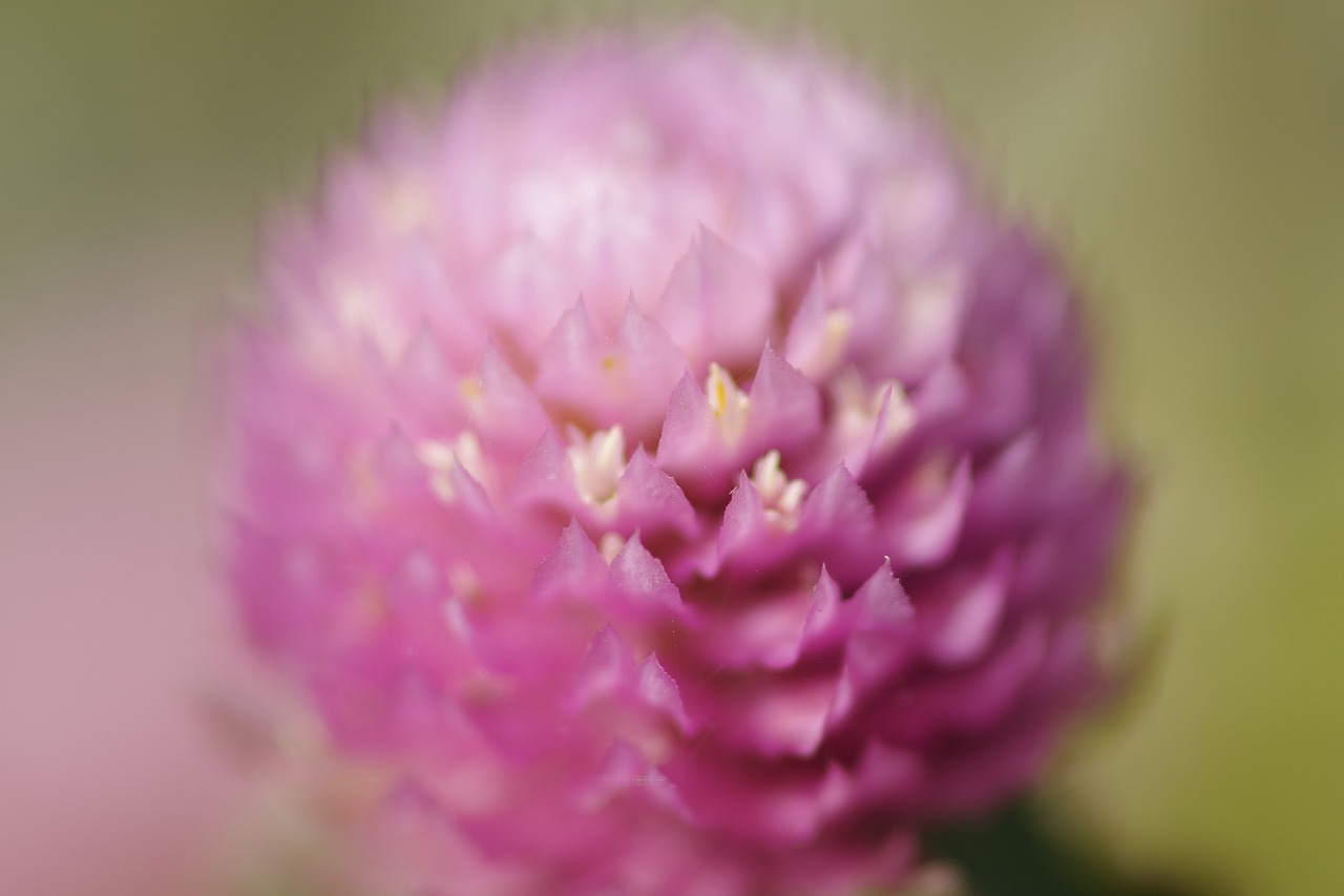 群馬県前橋市の群馬フラワーパークの花々