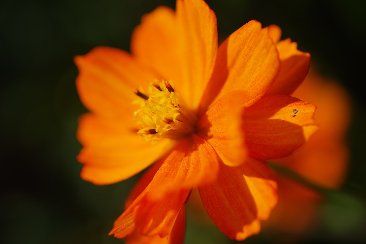 群馬県前橋市の群馬フラワーパークの花々