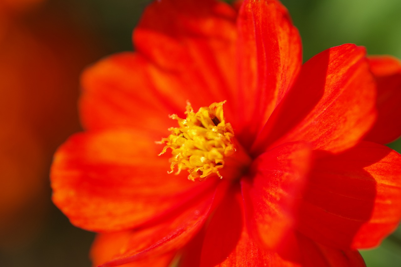 群馬県前橋市の群馬フラワーパークの花々