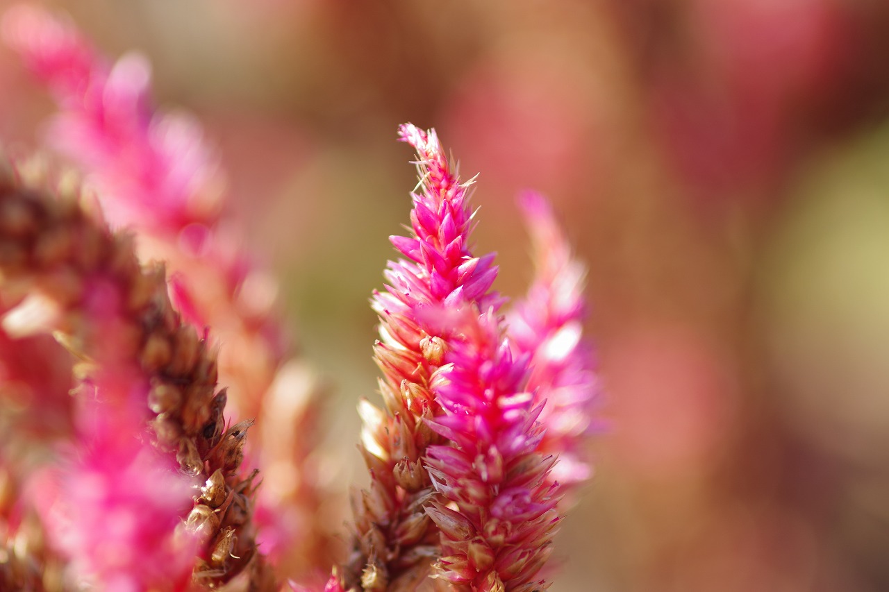 群馬県前橋市の群馬フラワーパークの花々