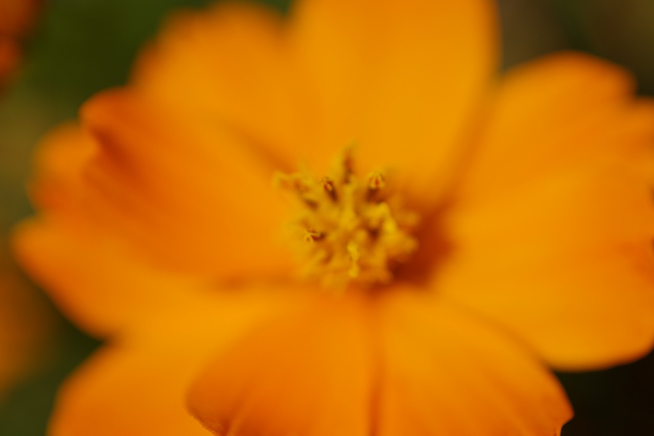 群馬県前橋市の群馬フラワーパークの花々