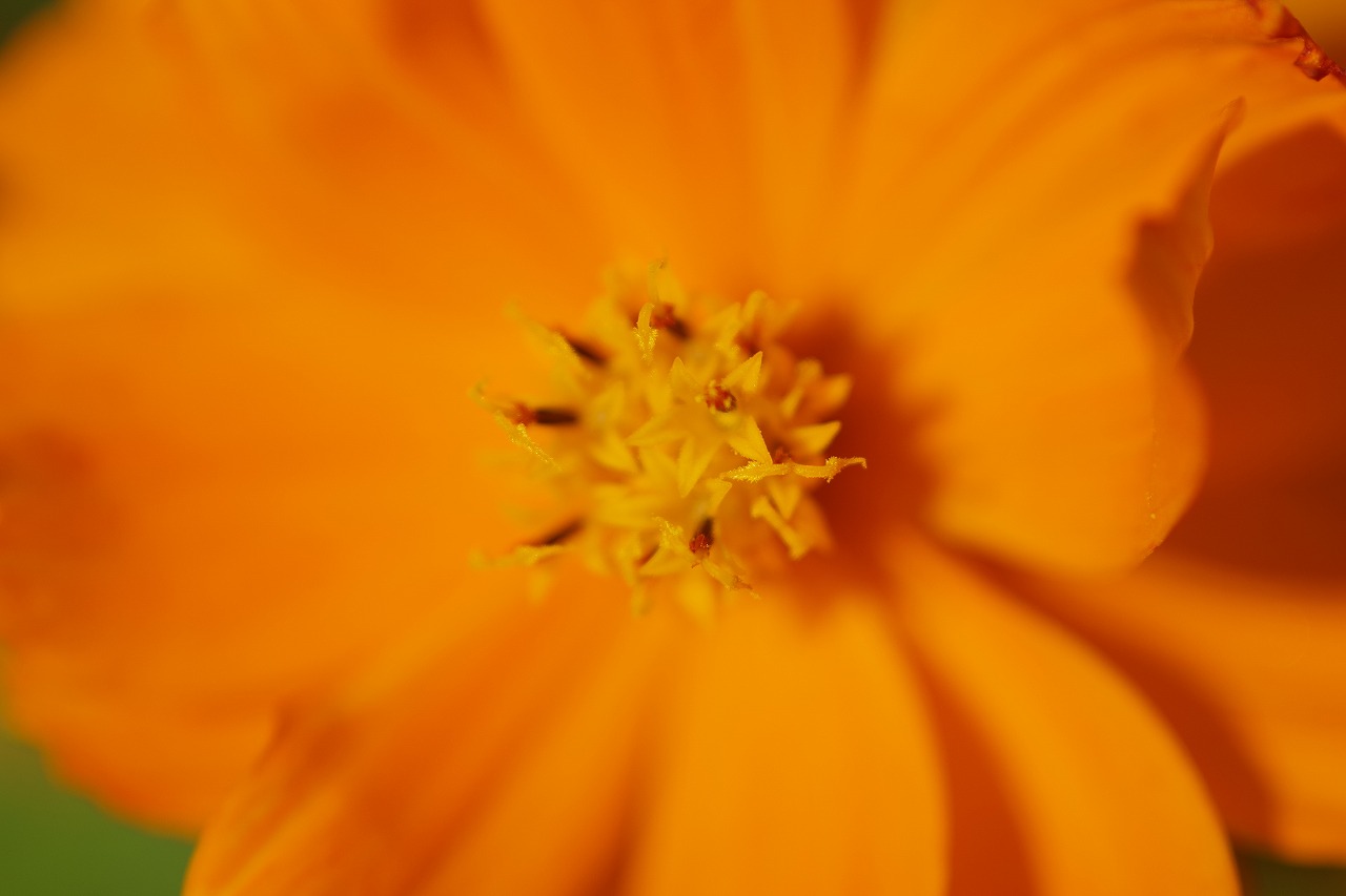群馬県前橋市の群馬フラワーパークの花々