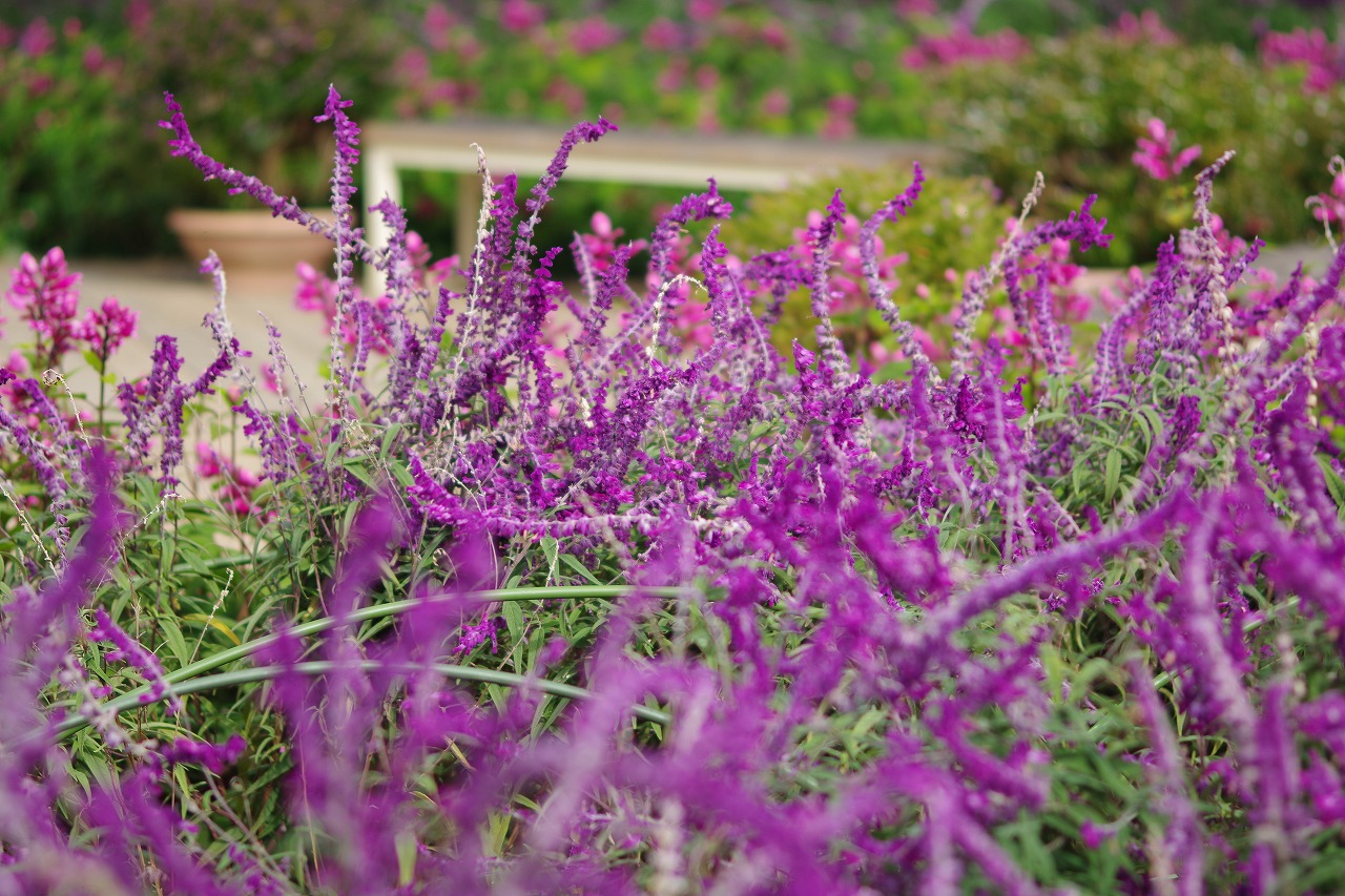 栃木県足利市のあしかがフラワーパークの花々