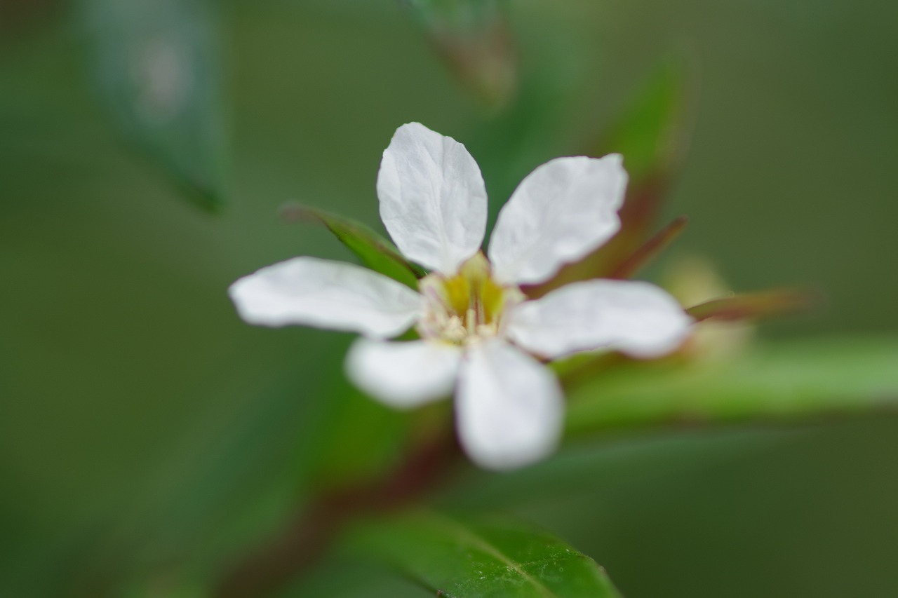 栃木県足利市のあしかがフラワーパークの花々