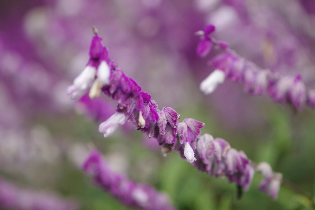 栃木県足利市のあしかがフラワーパークの花々