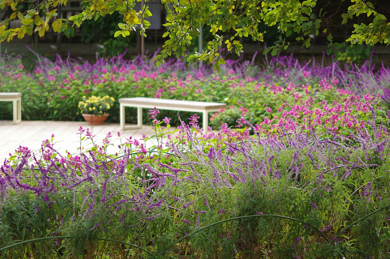 栃木県足利市のあしかがフラワーパークの花々