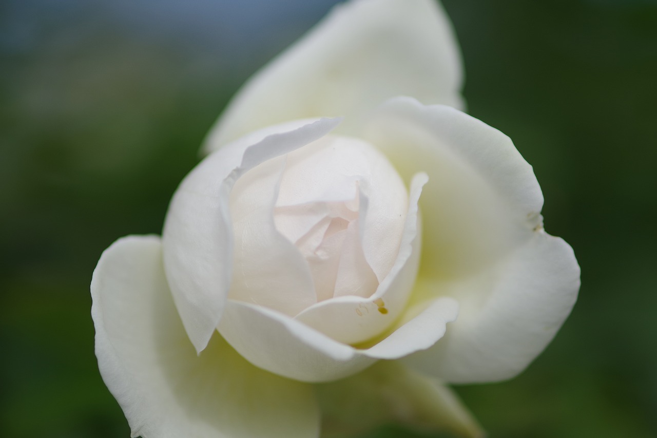 栃木県足利市のあしかがフラワーパークの花々