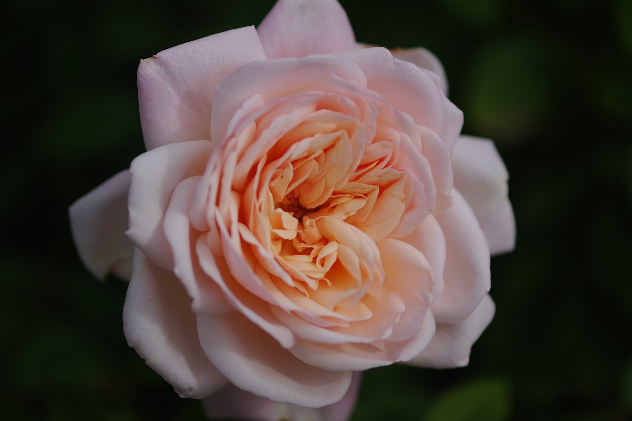 栃木県足利市のあしかがフラワーパークの花々