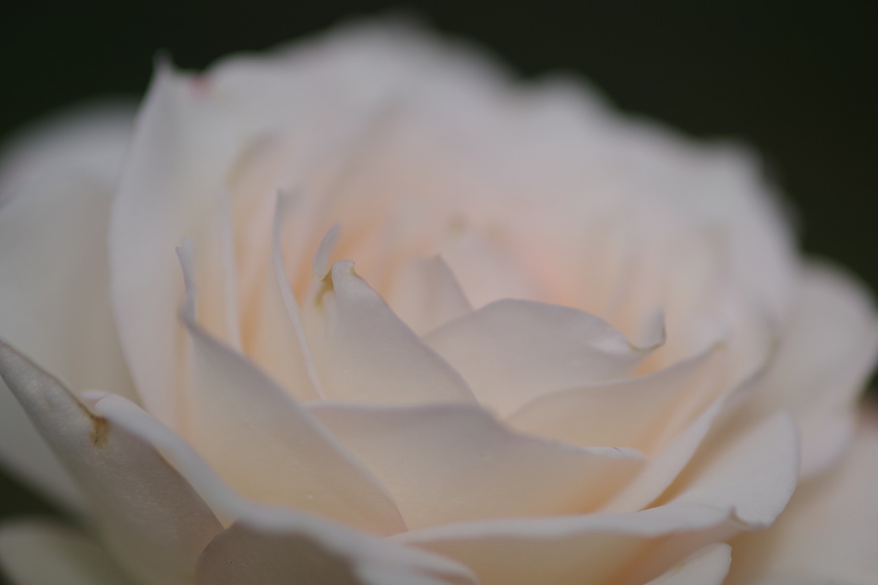 栃木県足利市のあしかがフラワーパークの花々
