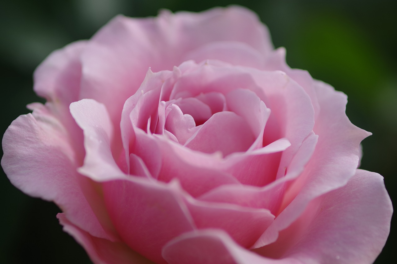 栃木県足利市のあしかがフラワーパークの花々
