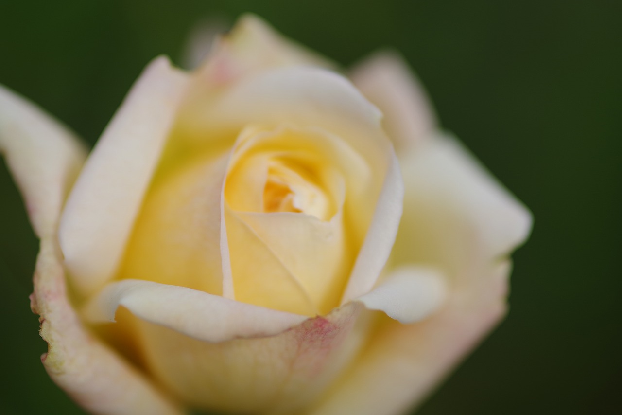 栃木県足利市のあしかがフラワーパークの花々