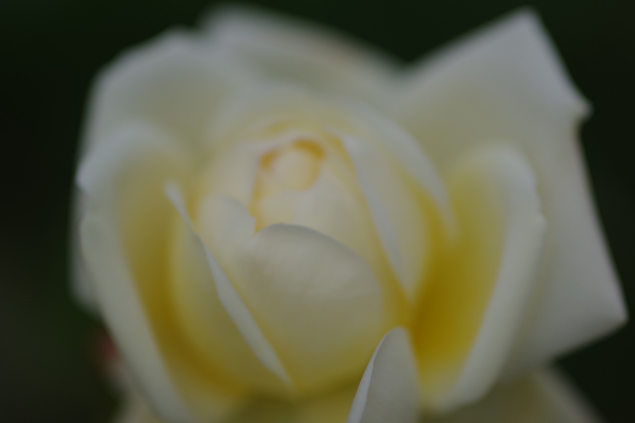 栃木県足利市のあしかがフラワーパークの花々