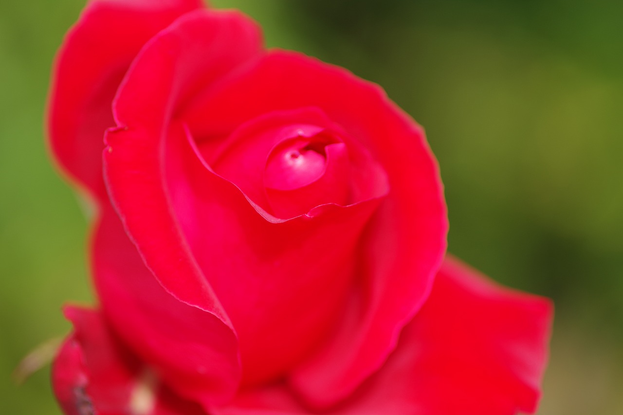 栃木県足利市のあしかがフラワーパークの花々