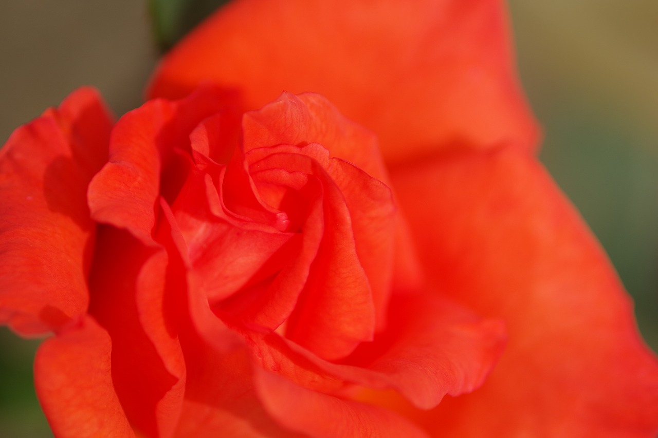 栃木県足利市のあしかがフラワーパークの花々