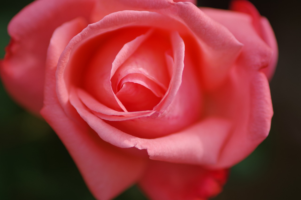 栃木県足利市のあしかがフラワーパークの花々