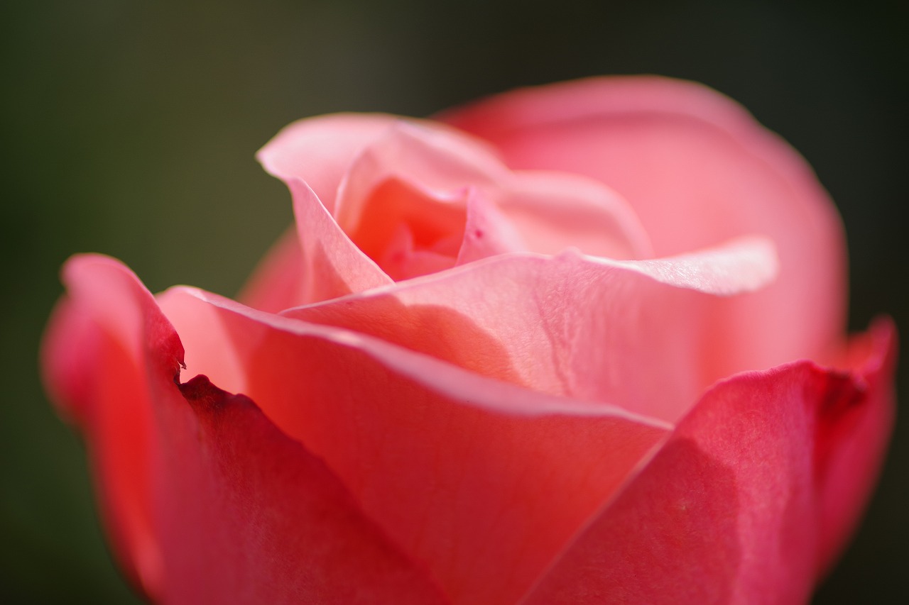 栃木県足利市のあしかがフラワーパークの花々