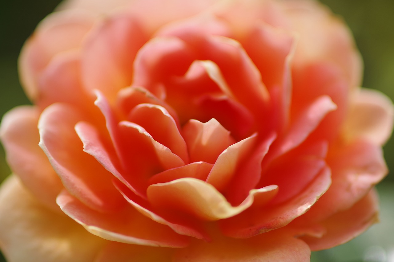 栃木県足利市のあしかがフラワーパークの花々