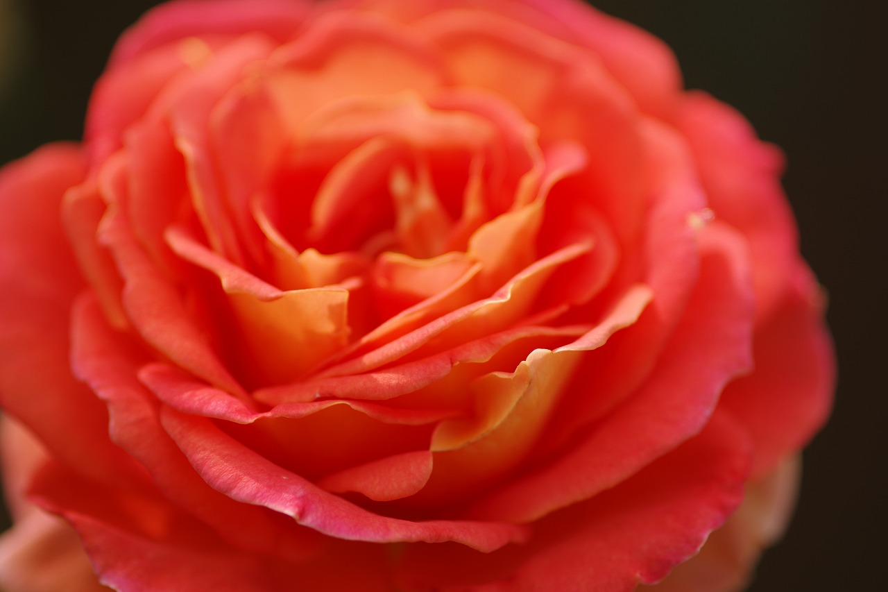 栃木県足利市のあしかがフラワーパークの花々