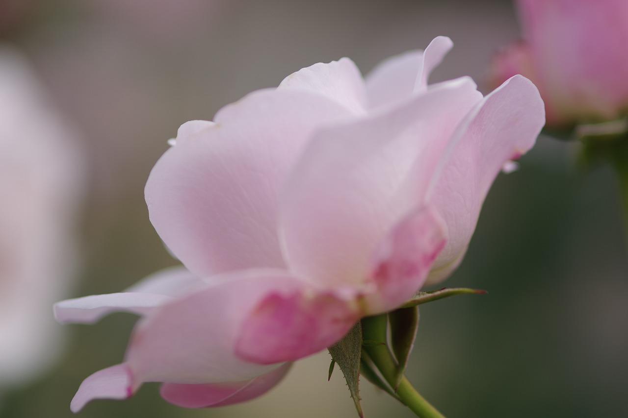 栃木県足利市のあしかがフラワーパークの花々
