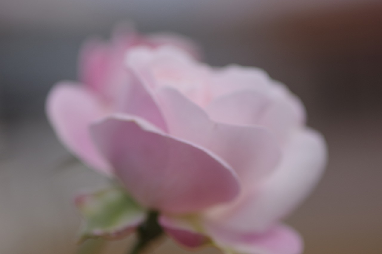 栃木県足利市のあしかがフラワーパークの花々