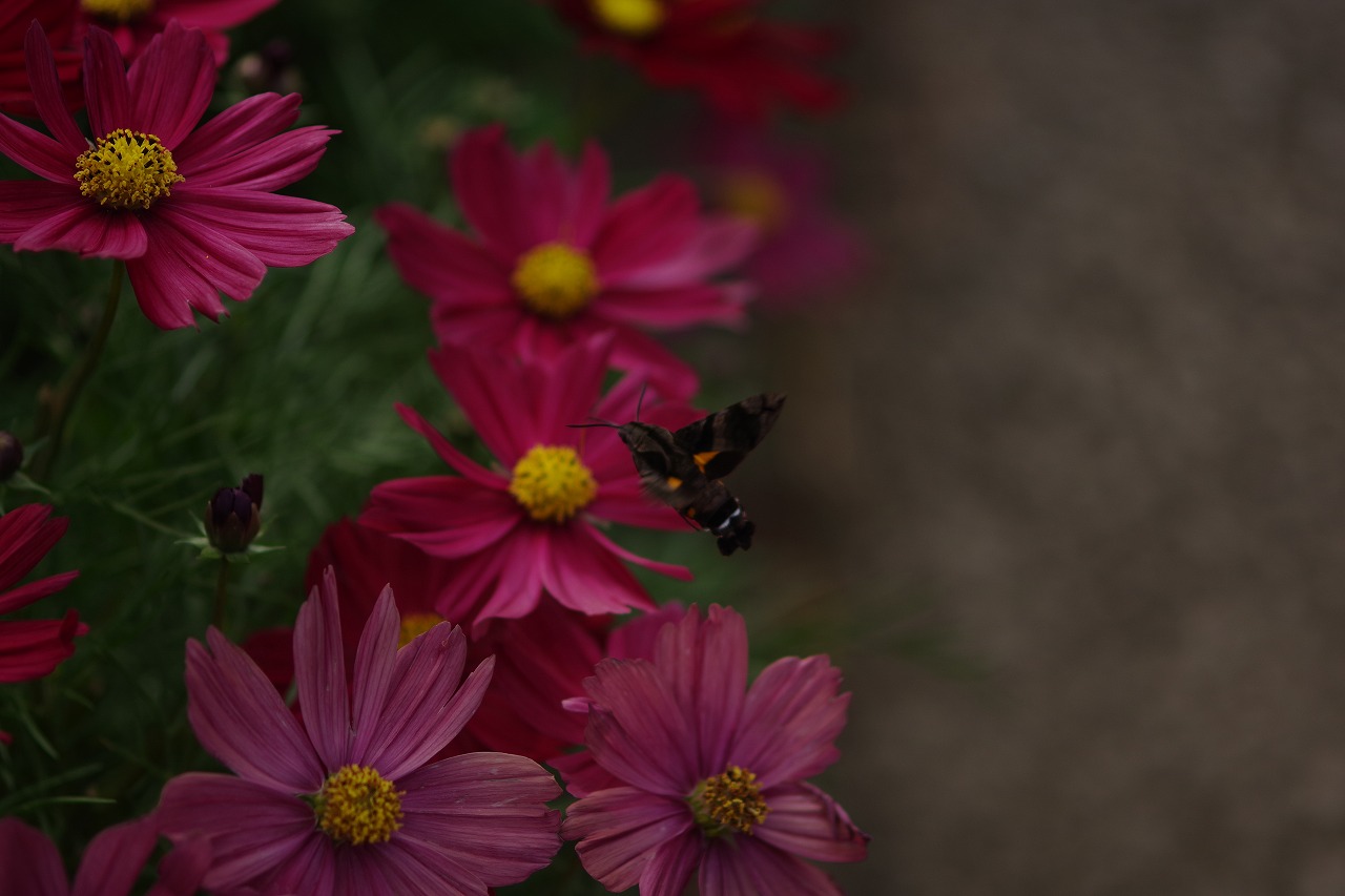 栃木県足利市のあしかがフラワーパークの花々