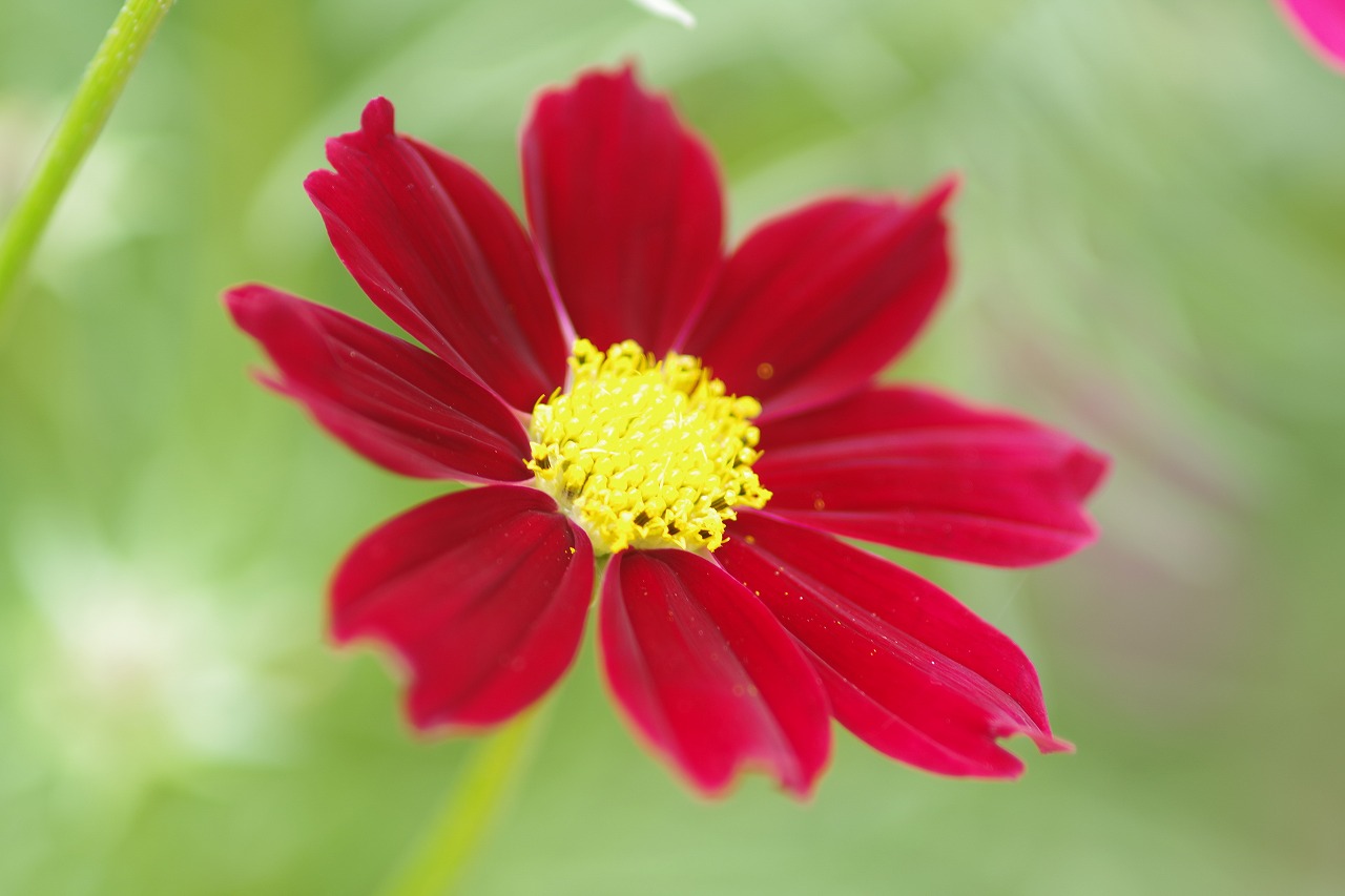 栃木県足利市のあしかがフラワーパークの花々