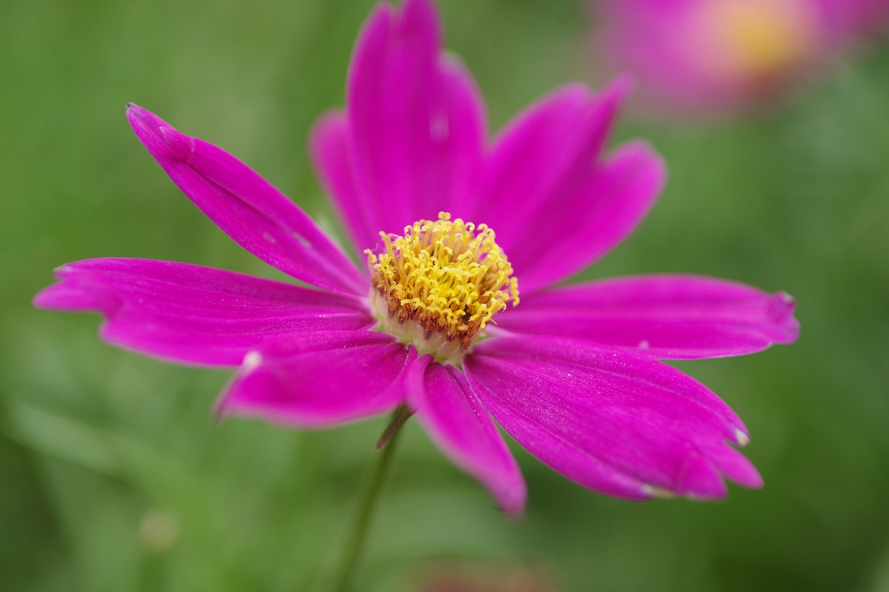 栃木県足利市のあしかがフラワーパークの花々