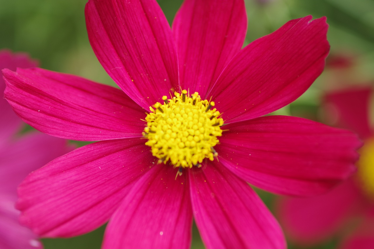 栃木県足利市のあしかがフラワーパークの花々