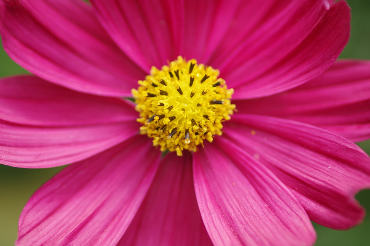栃木県足利市のあしかがフラワーパークの花々