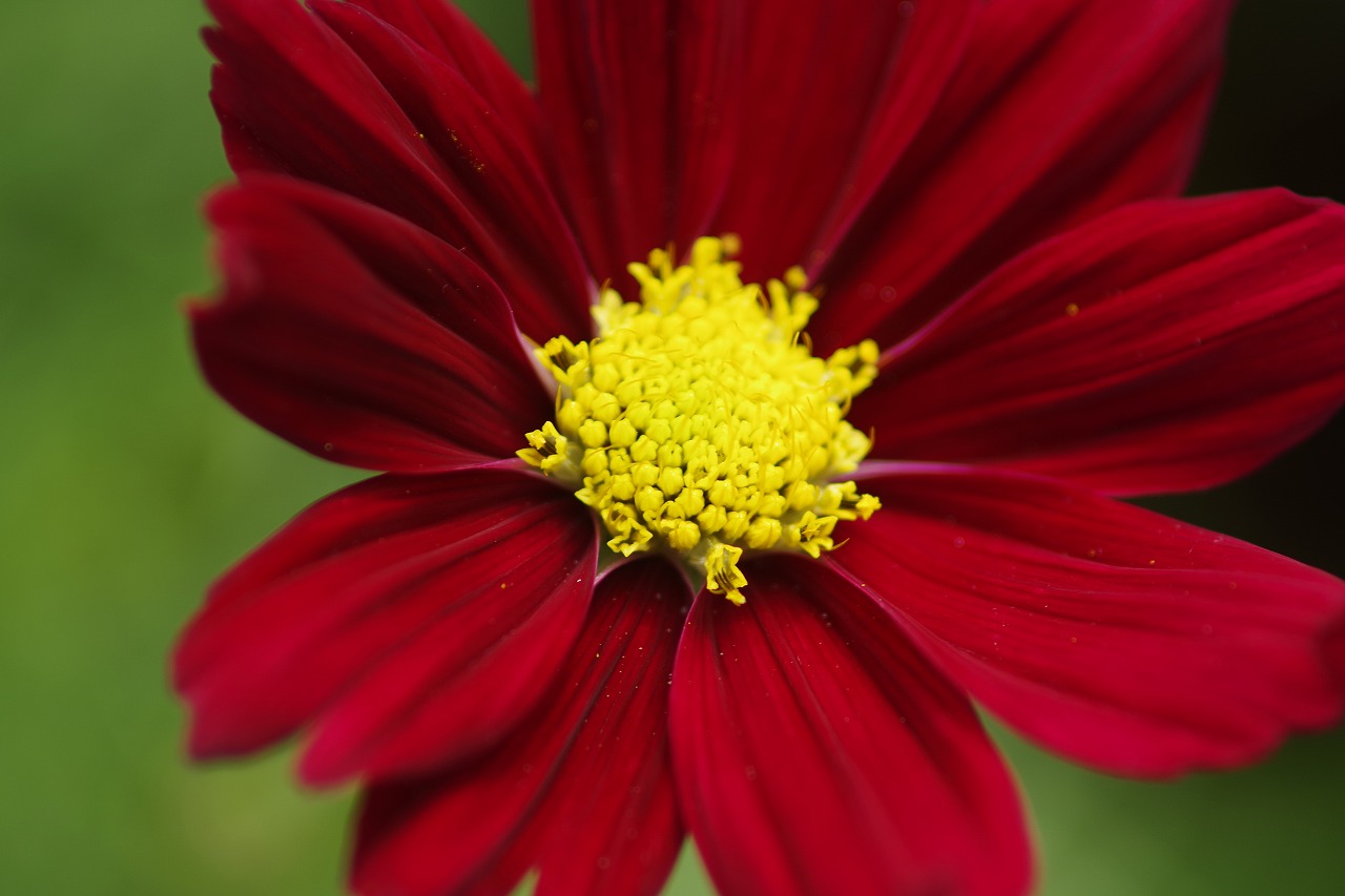 栃木県足利市のあしかがフラワーパークの花々