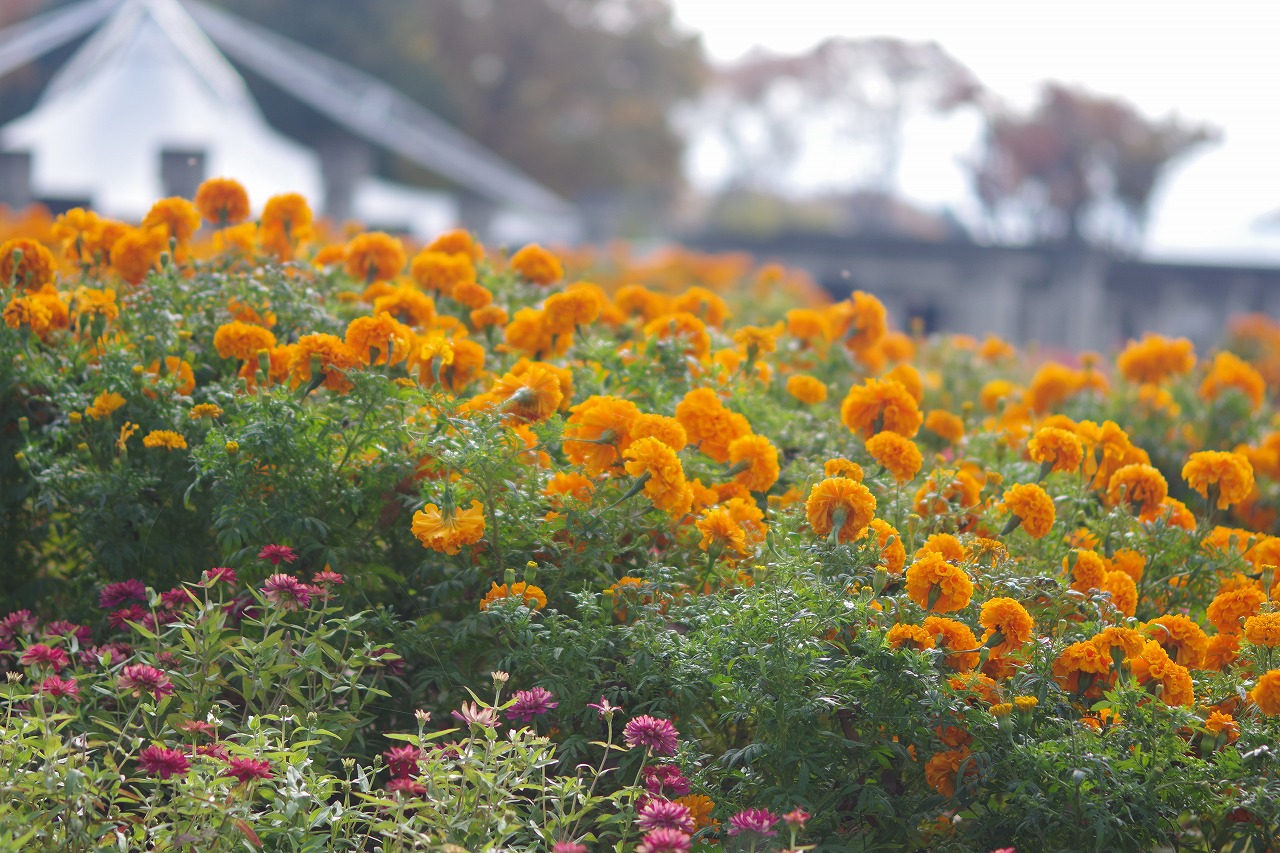 群馬県前橋市の群馬フラワーパークの花々