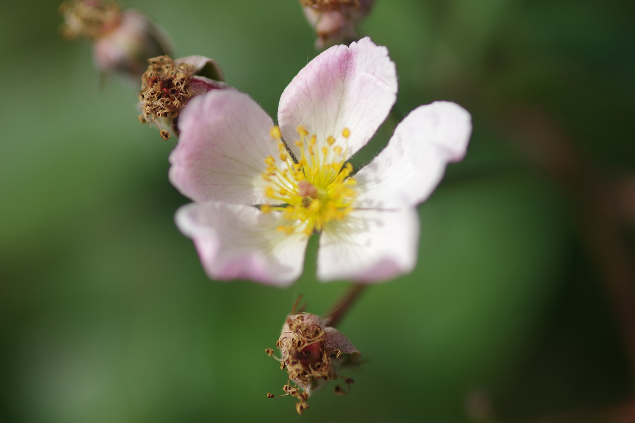群馬県前橋市の群馬フラワーパークの花々