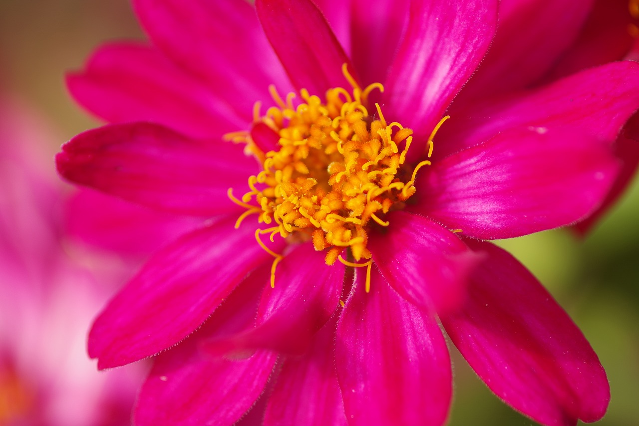 群馬県前橋市の群馬フラワーパークの花々