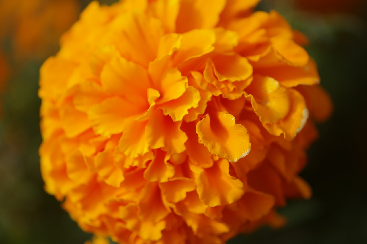 群馬県前橋市の群馬フラワーパークの花々