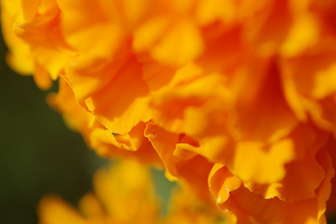 群馬県前橋市の群馬フラワーパークの花々