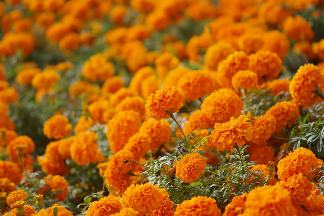 群馬県前橋市の群馬フラワーパークの花々