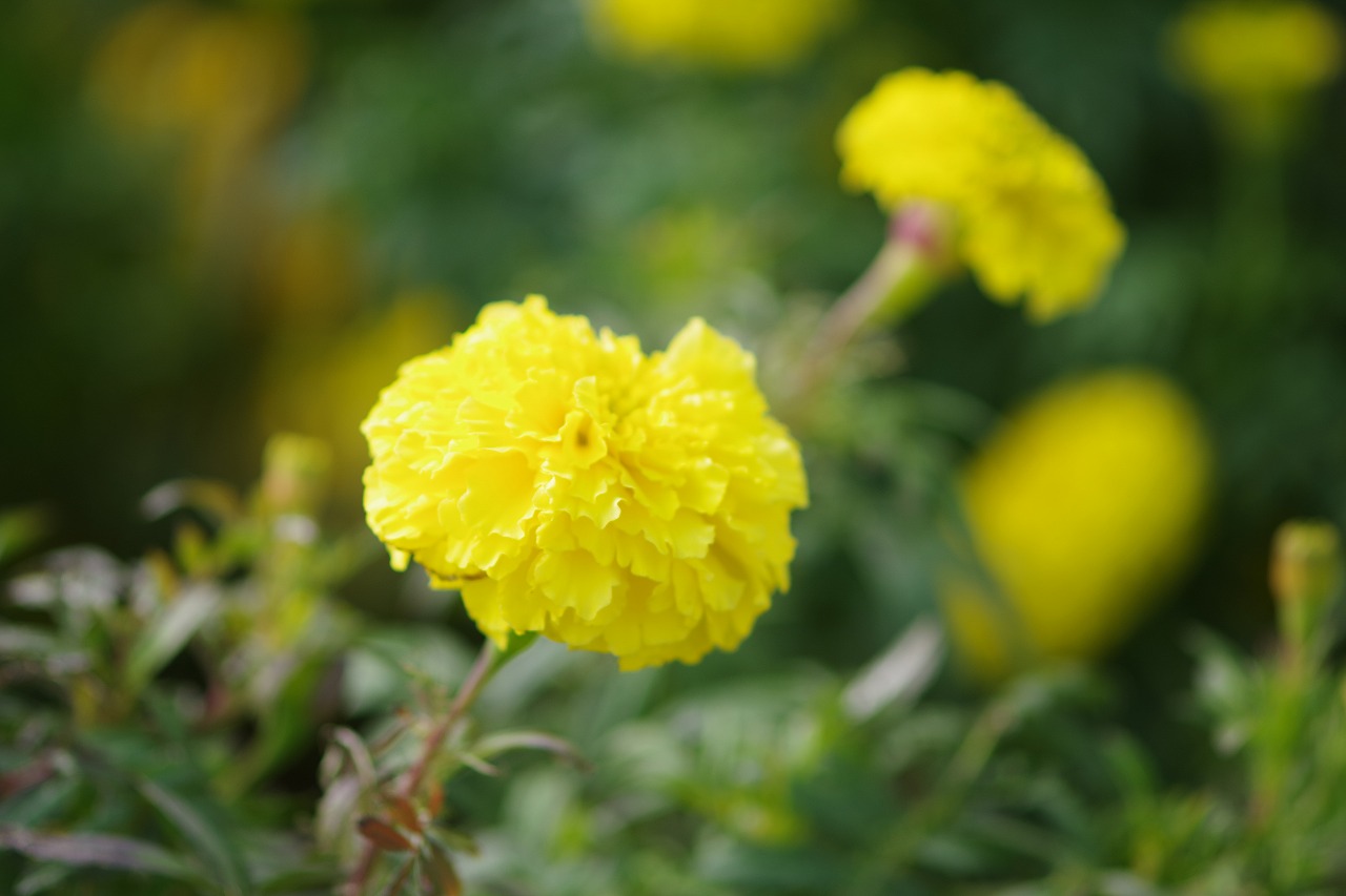 群馬県前橋市の群馬フラワーパークの花々