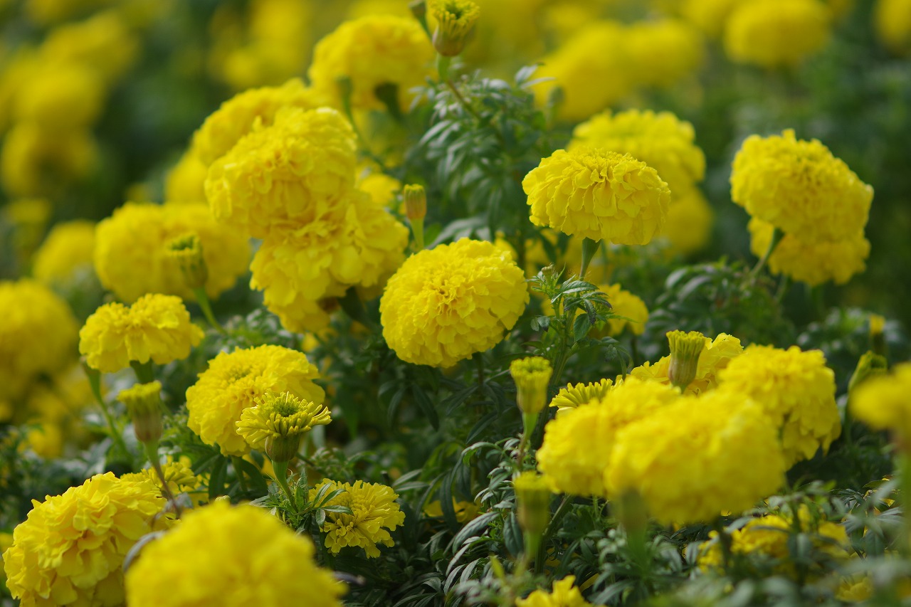 群馬県前橋市の群馬フラワーパークの花々