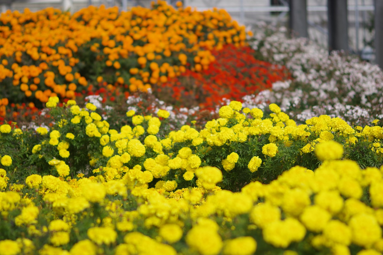群馬県前橋市の群馬フラワーパークの花々