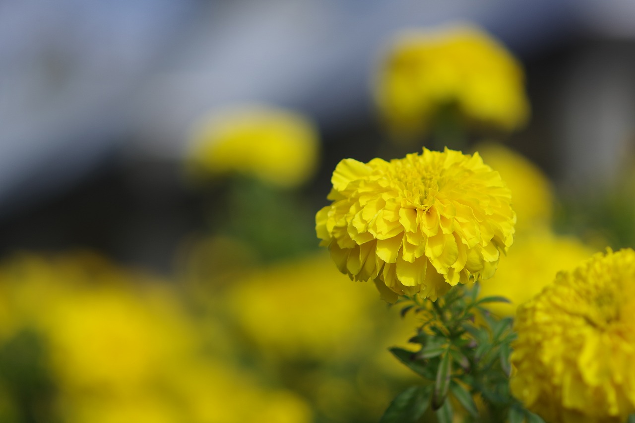 群馬県前橋市の群馬フラワーパークの花々