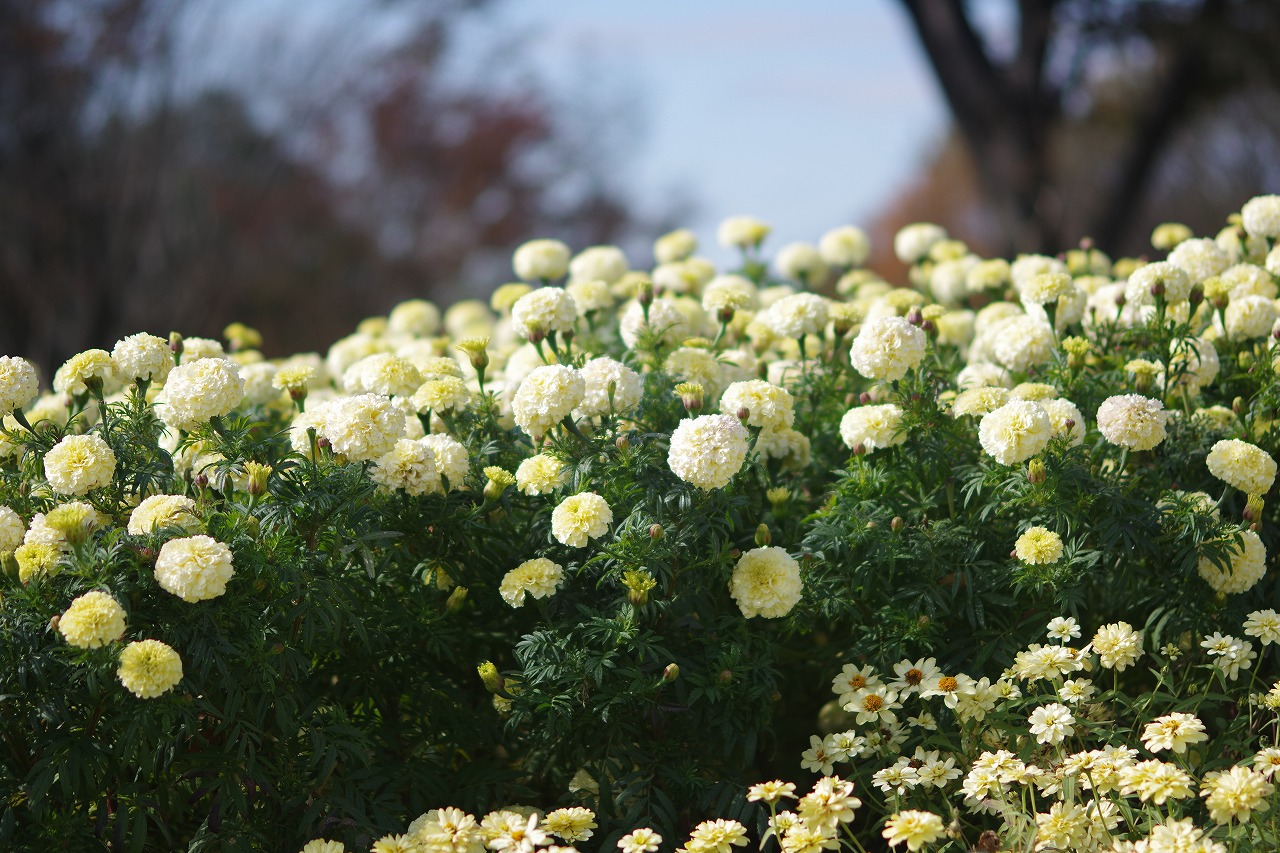 群馬県前橋市の群馬フラワーパークの花々