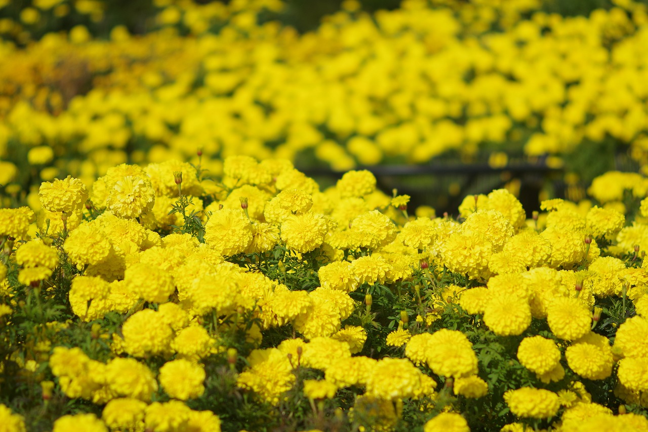 群馬県前橋市の群馬フラワーパークの花々