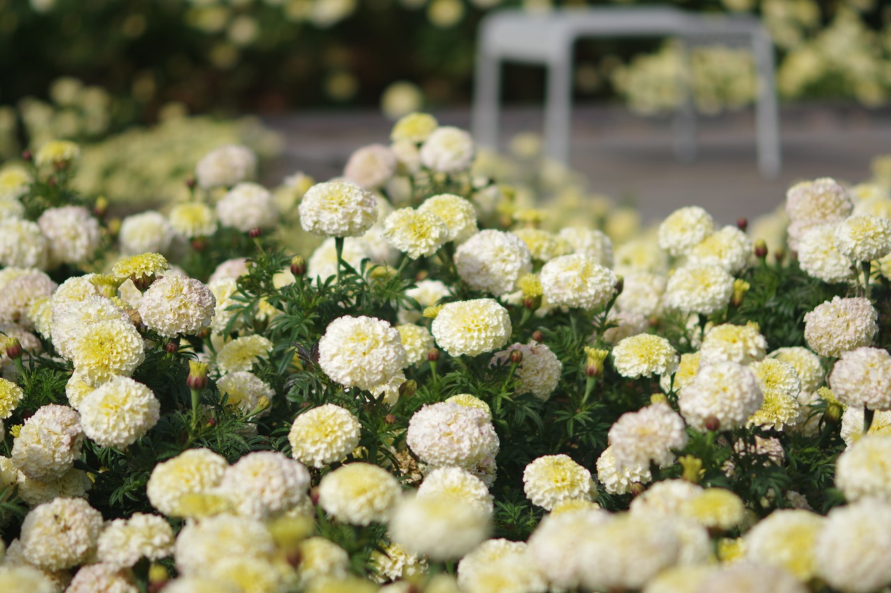 群馬県前橋市の群馬フラワーパークの花々