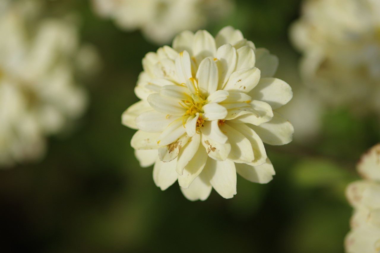 群馬県前橋市の群馬フラワーパークの花々
