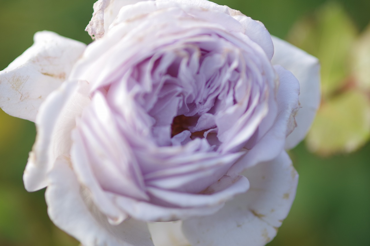 群馬県前橋市の群馬フラワーパークの花々
