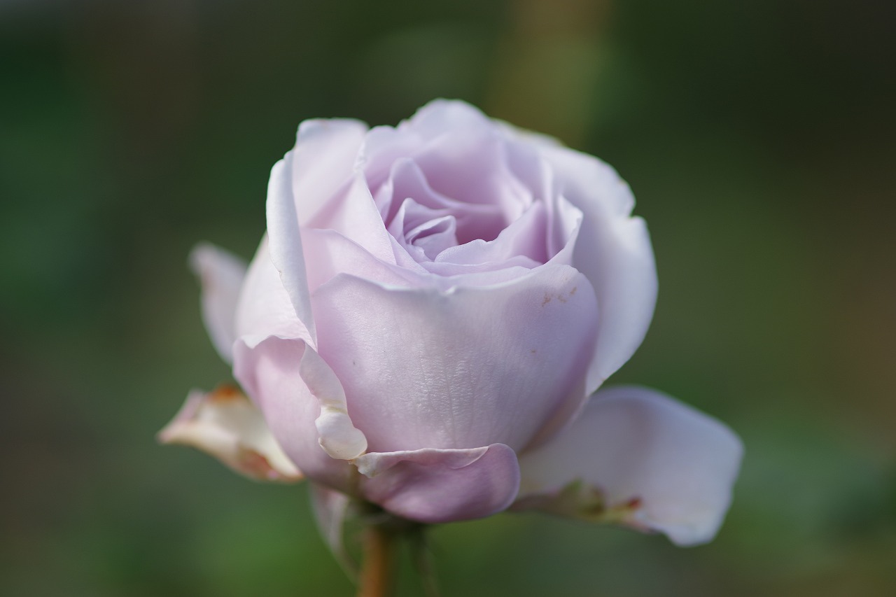 群馬県前橋市の群馬フラワーパークの花々